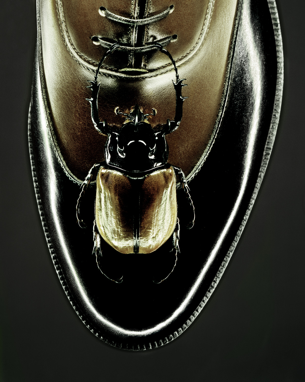 rhino-shoe