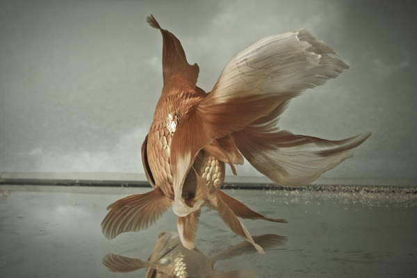 gaele-pierre-kg-talents-goldfish-3