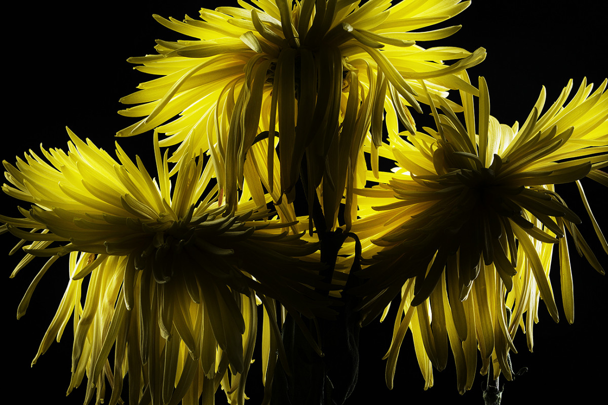 5-131022_mum_daisy-9-10