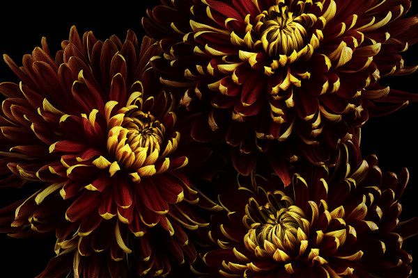 4-131022_mum_daisy-7-8