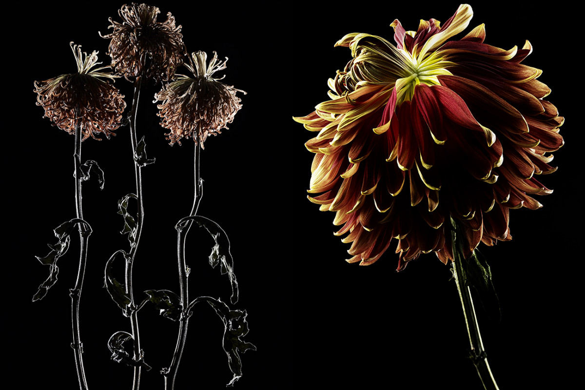 2-131022_mum_daisy-17-18