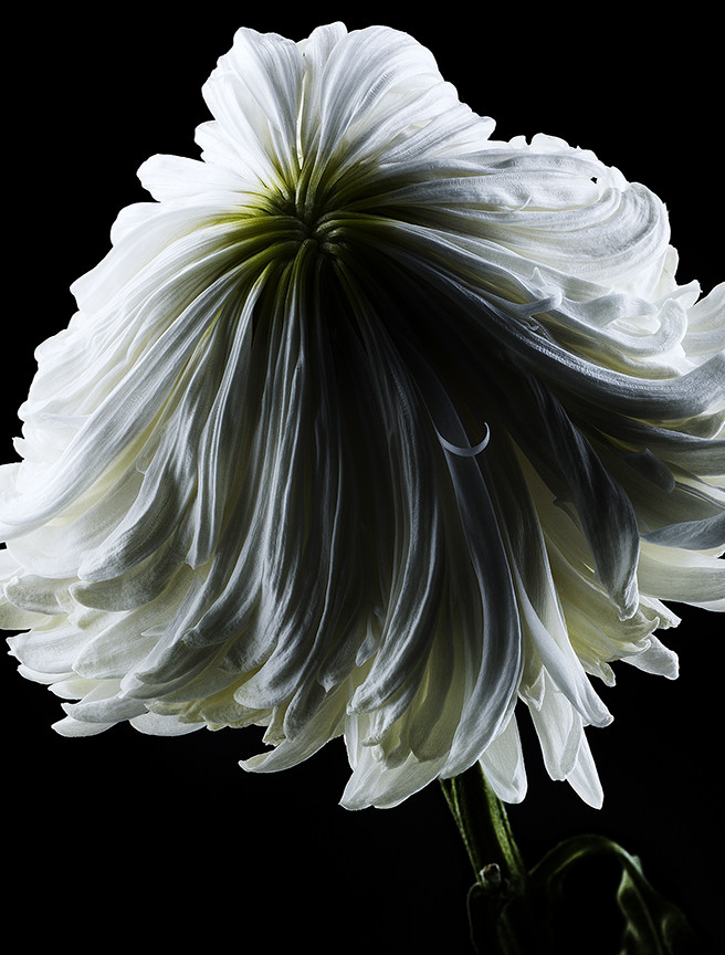 1-131022_mum_daisy-13-14