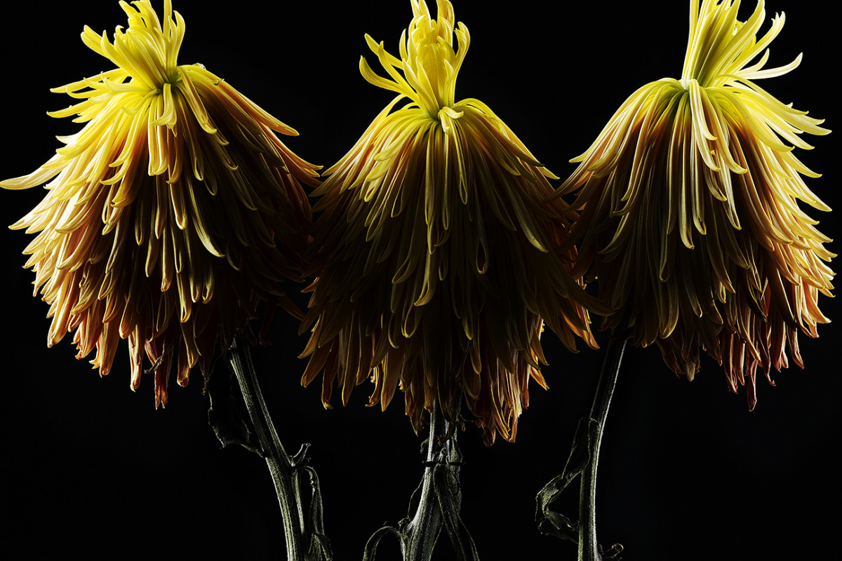 3-131022_mum_daisy-21-22