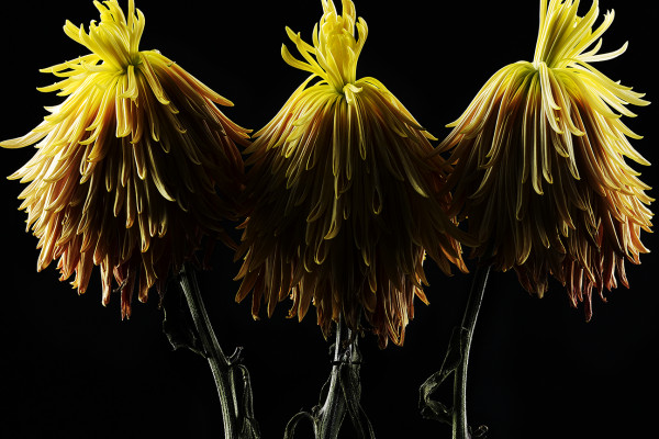 3-131022_mum_daisy-21-22