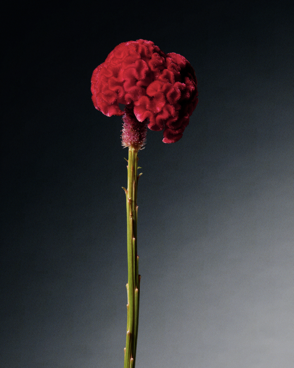 screenshot-2024-01-23-at-11.01.44