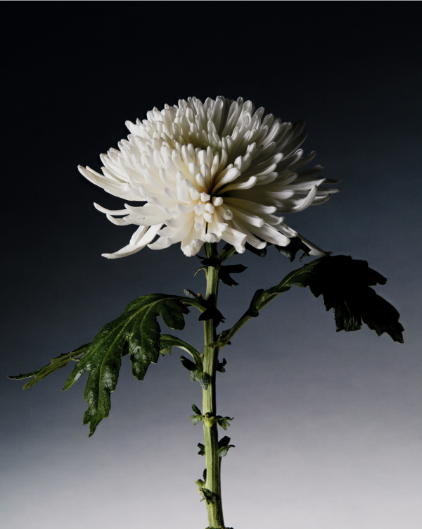 screenshot-2024-01-23-at-11.00.53