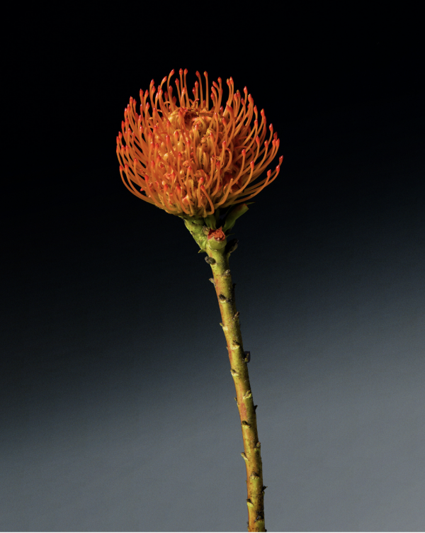 screenshot-2024-01-23-at-11.00.17